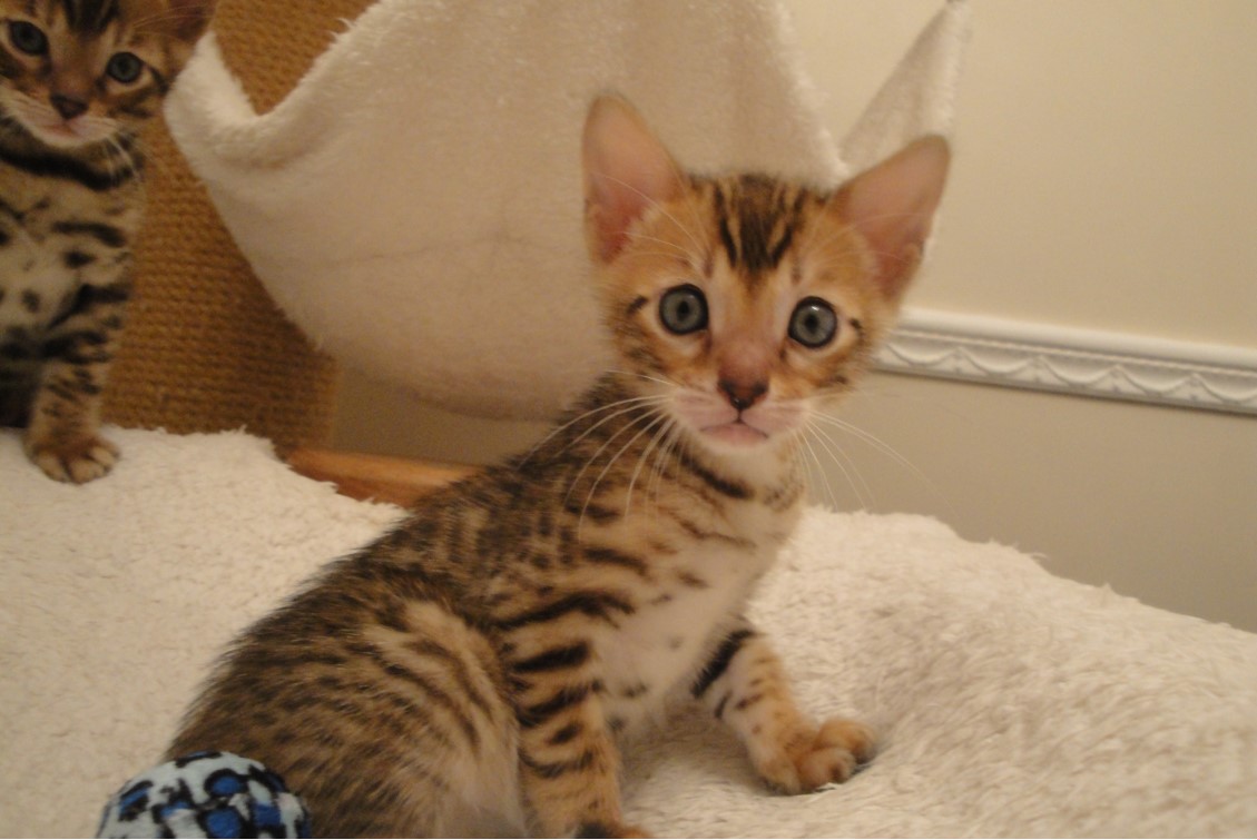Bengal Kittens For Sale Near Me Unique Breed Bengal Kittens Near Me