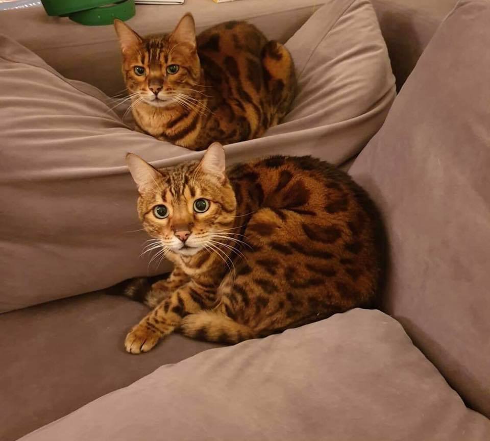 Bengal Cat available