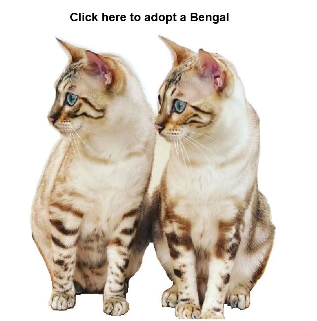 Adopt a Bengal