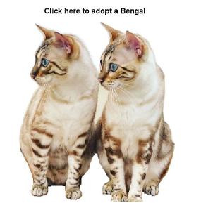 I would like to Adopt A Bengal