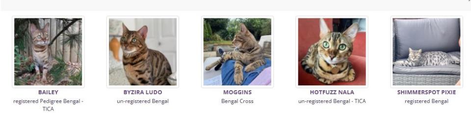 Bengal Cats