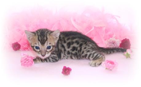 Nevaeh Bengals Kittens for sale