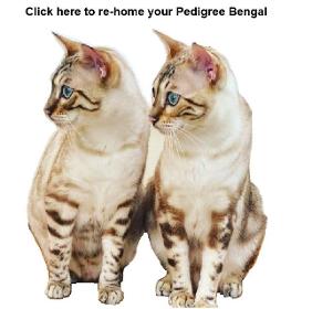 Need to re-home your Bengal