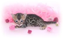Nevaeh Bengals