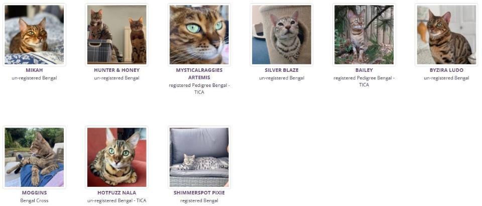 Bengal Cats