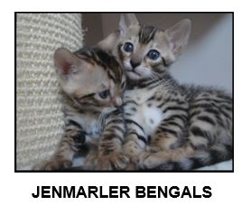 Jenmarler Bengals